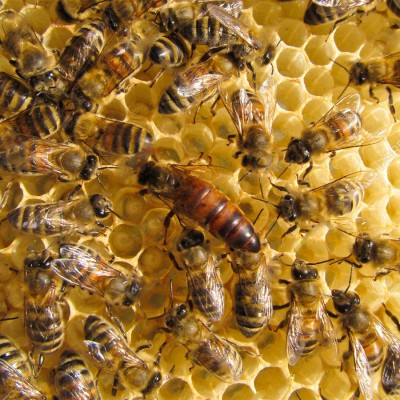 Api Regine  Api Regine